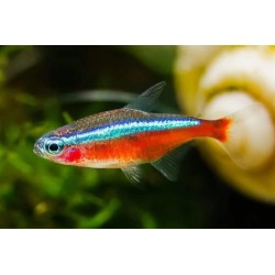 Tetra Cardenal - Paracheirodon Axelrodi