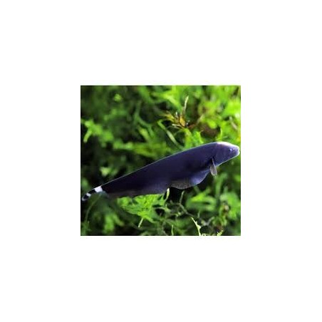SUPER PECES - Peces de acuario - Black Ghost Knife, el fantasma negro.
