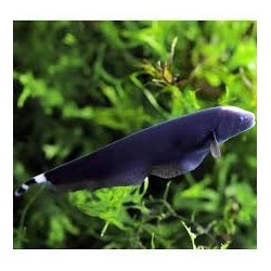 SUPER PECES - Peces de acuario - Pez Cuchillo Negro, nado ondulante.