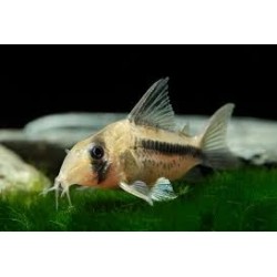 SUPER PECES - Peces de acuario - Corydora Axelrodi / Decker.