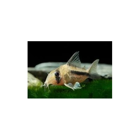 SUPER PECES - Peces de acuario - Corydora Axelrodi / Decker.