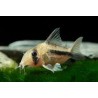 SUPER PECES - Peces de acuario - Corydora Axelrodi / Decker.