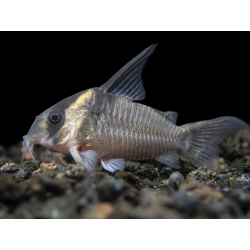 SUPER PECES - Peces de acuario - Corydora CW045, variedad de colección.