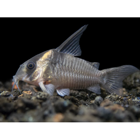 SUPER PECES - Peces de acuario - Corydora CW045, variedad de colección.