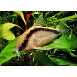 SUPER PECES - Peces de acuario - Corydora Skunk, raya de arco.