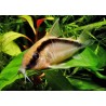 SUPER PECES - Peces de acuario - Corydora Skunk, raya de arco.