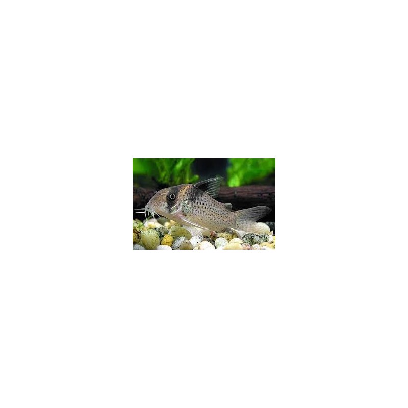 SUPER PECES - Peces de acuario - Black Sail Cory, vela negra.