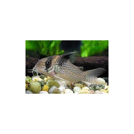 SUPER PECES - Peces de acuario - Black Sail Cory, vela negra.