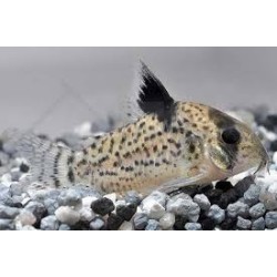 SUPER PECES - Peces de acuario - Corydora Puntatus C-12, moteado clásico.