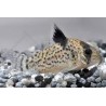 SUPER PECES - Peces de acuario - Corydora Puntatus C-12, moteado clásico.