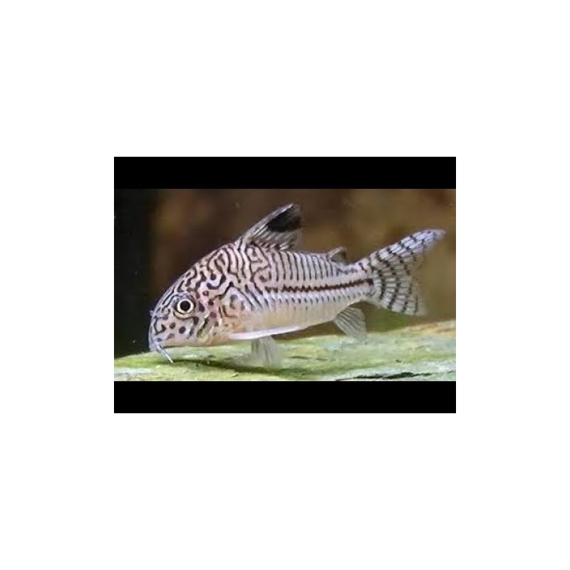 SUPER PECES - Peces de acuario - Three-line Cory, puntos finos.