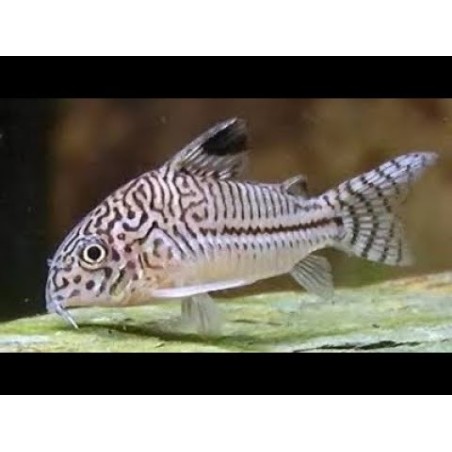 SUPER PECES - Peces de acuario - Three-line Cory, puntos finos.