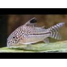 SUPER PECES - Peces de acuario - Three-line Cory, puntos finos.