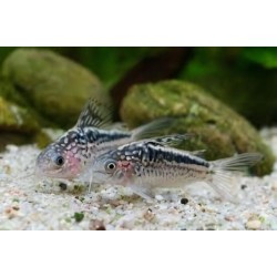 SUPER PECES - Peces de acuario - Elegant Cory, nado en zona media.