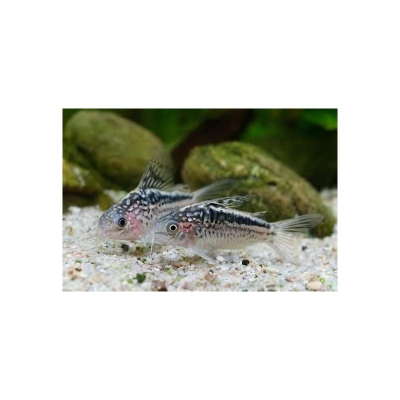 SUPER PECES - Peces de acuario - Elegant Cory, nado en zona media.