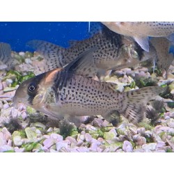 SUPER PECES - Peces de acuario - Corydora Wotroi, sutil y elegante.