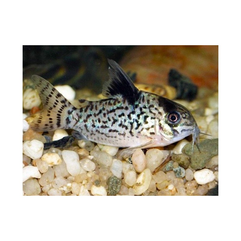 SUPER PECES - Peces de acuario - Netted Cory, patrón de red.