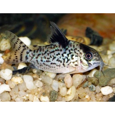 SUPER PECES - Peces de acuario - Netted Cory, patrón de red.