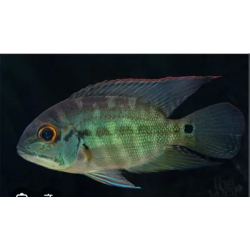 SUPER PECES - Peces de acuario - Cíclido Ojonas (Loro), talla Small.