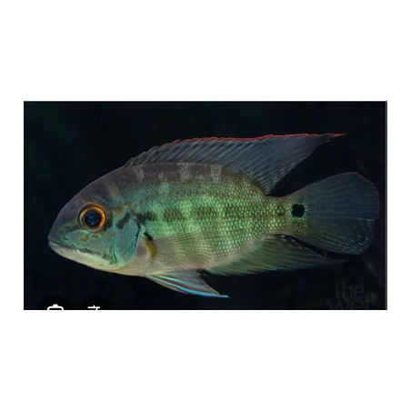 SUPER PECES - Peces de acuario - Cíclido Ojonas (Loro), talla Small.