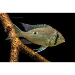 SUPER PECES - Peces de acuario - Cíclido Cupido, delicadeza y color.