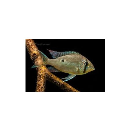 SUPER PECES - Peces de acuario - Cíclido Cupido, delicadeza y color.