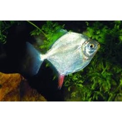 SUPER PECES - Peces de acuario - Myleus Gancho Rojo, disco de gran porte.