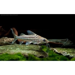 SUPER PECES - Peces de acuario - Pimelodela de cuatro líneas, bagre rayado.