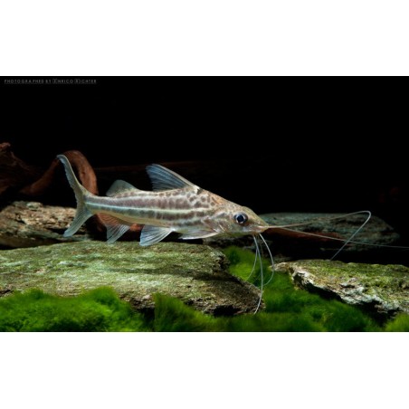 SUPER PECES - Peces de acuario - Pimelodela de cuatro líneas, bagre rayado.