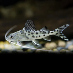SUPER PECES - Peces de acuario - Pimelodus Pictus, el bagre de puntos.