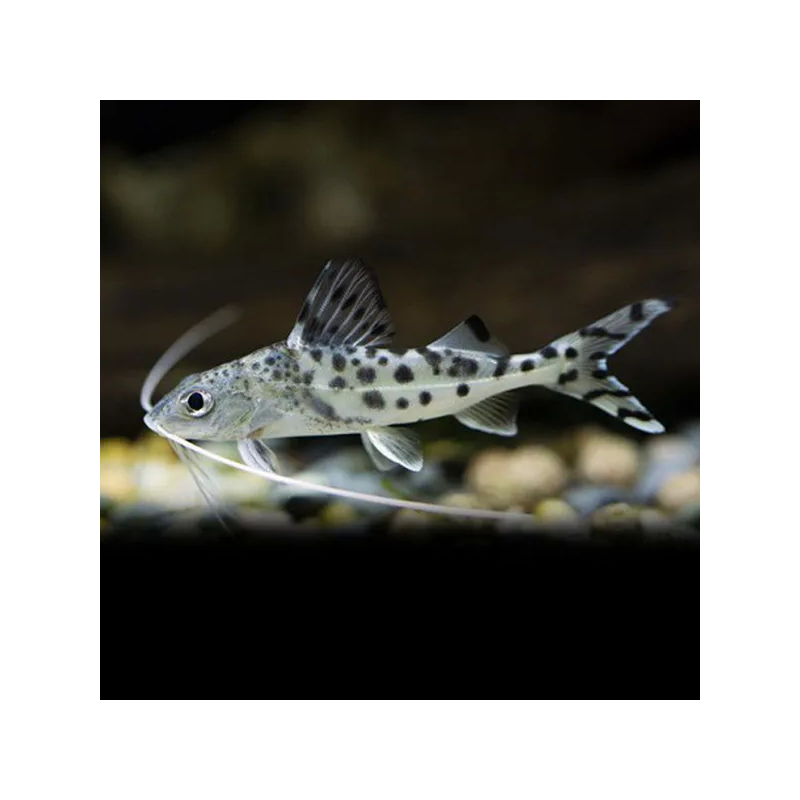 SUPER PECES - Peces de acuario - Pimelodus Pictus, el bagre de puntos.