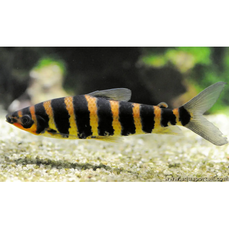 SUPER PECES - Peces de acuario - Leporinus Affinis, bandas y potencia.