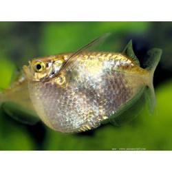 SUPER PECES - Peces de acuario - Pez Hacha Gigante (Gallo), porte imponente.