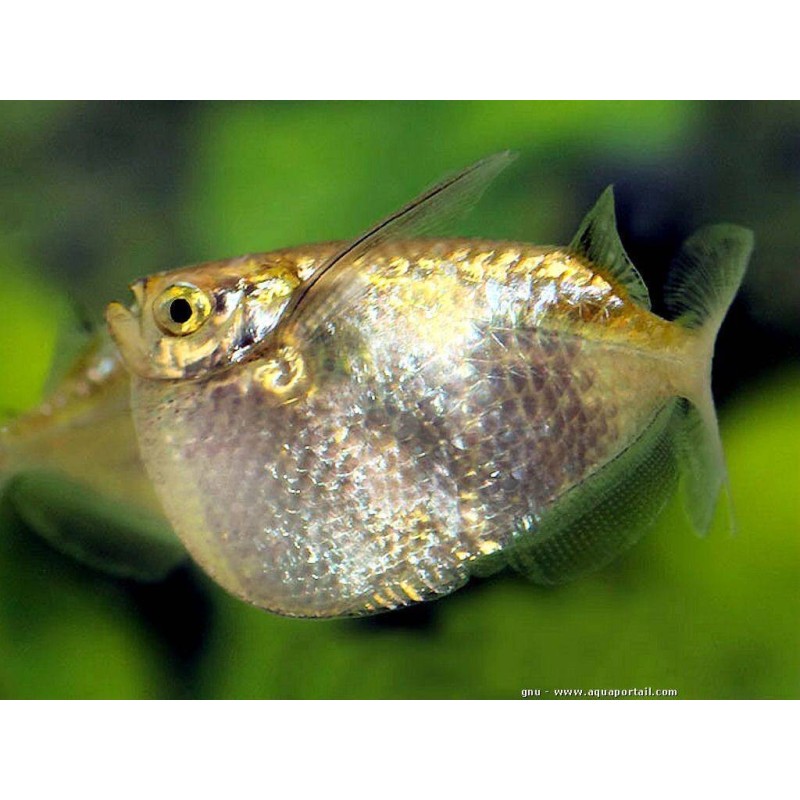 SUPER PECES - Peces de acuario - Pez Hacha Gigante (Gallo), porte imponente.