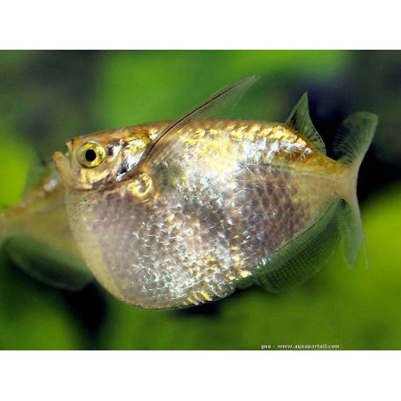 SUPER PECES - Peces de acuario - Pez Hacha Gigante (Gallo), porte imponente.