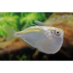 SUPER PECES - Peces de acuario - Pez Hacha Plateado, brillo de espejo.