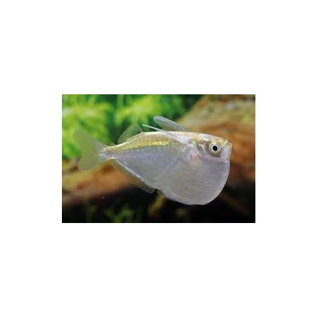 SUPER PECES - Peces de acuario - Pez Hacha Plateado, brillo de espejo.