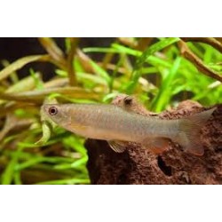 SUPER PECES - Peces de acuario - Copeina Moteada, puntos rojos y nado ágil.