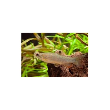 SUPER PECES - Peces de acuario - Copeina Moteada, puntos rojos y nado ágil.