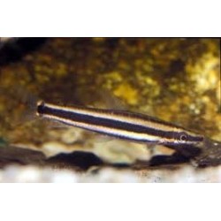 SUPER PECES - Peces de acuario - Anostomus de bandas, nado vertical.