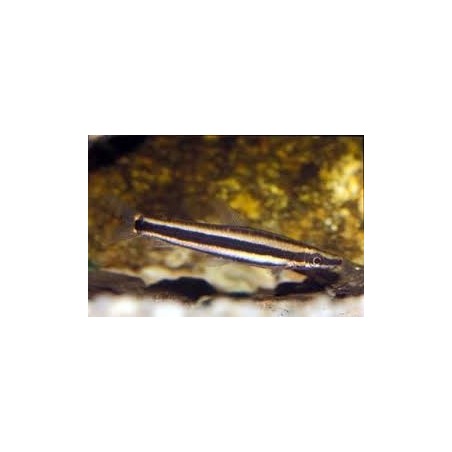 SUPER PECES - Peces de acuario - Anostomus de bandas, nado vertical.