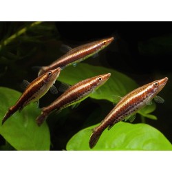 SUPER PECES - Peces de acuario - Pez Lápiz de tres bandas, nado elegante.