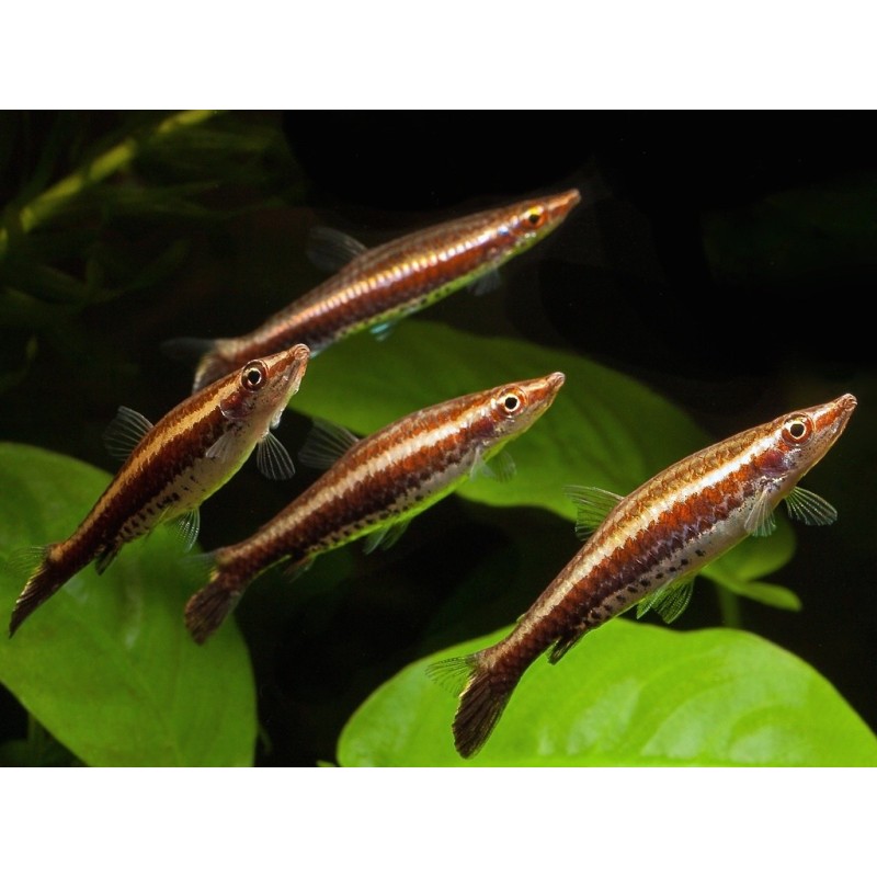 SUPER PECES - Peces de acuario - Pez Lápiz de tres bandas, nado elegante.