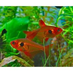 SUPER PECES - Peces de acuario - Red Phantom Tetra, aletas rojas y negras.