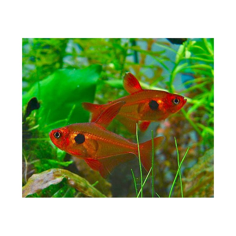 SUPER PECES - Peces de acuario - Red Phantom Tetra, aletas rojas y negras.