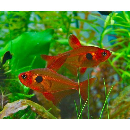 SUPER PECES - Peces de acuario - Red Phantom Tetra, aletas rojas y negras.