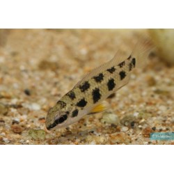 SUPER PECES - Peces de acuario - Cíclido tablero de ajedrez (Maculata).