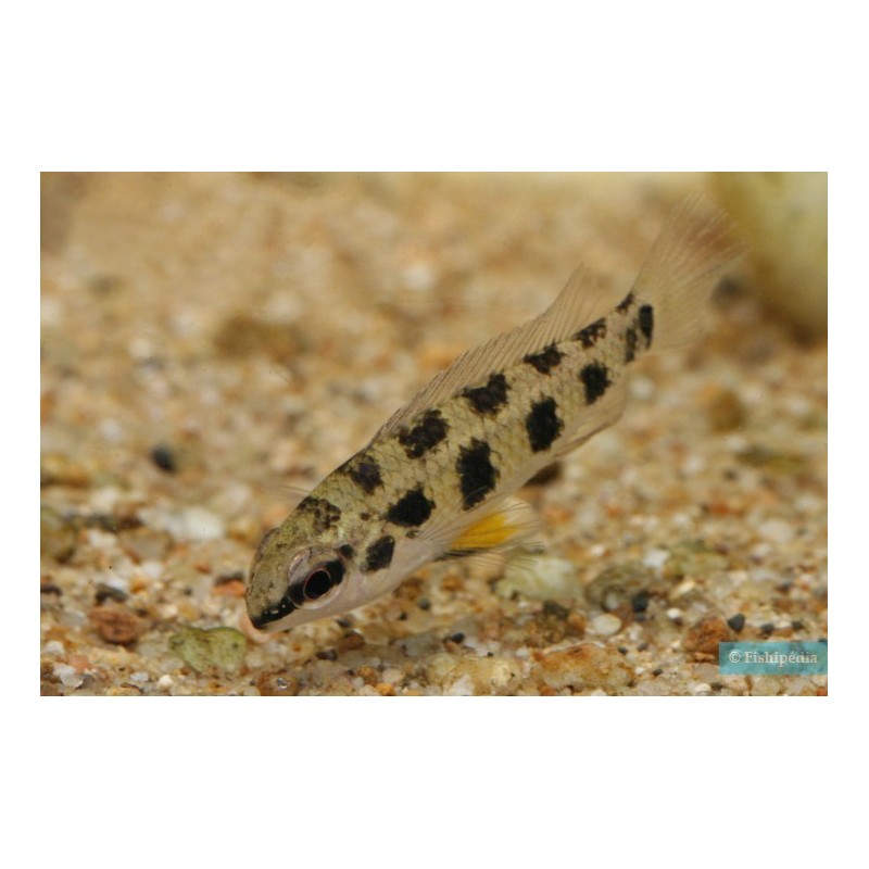 SUPER PECES - Peces de acuario - Cíclido tablero de ajedrez (Maculata).