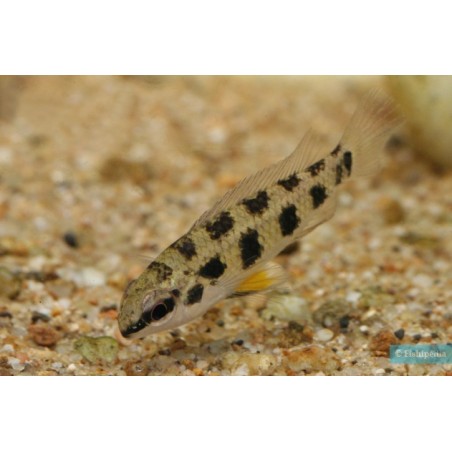 SUPER PECES - Peces de acuario - Cíclido tablero de ajedrez (Maculata).