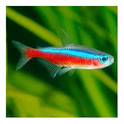 SUPER PECES - Peces de acuario - Tetra Cardenal talla Medium.